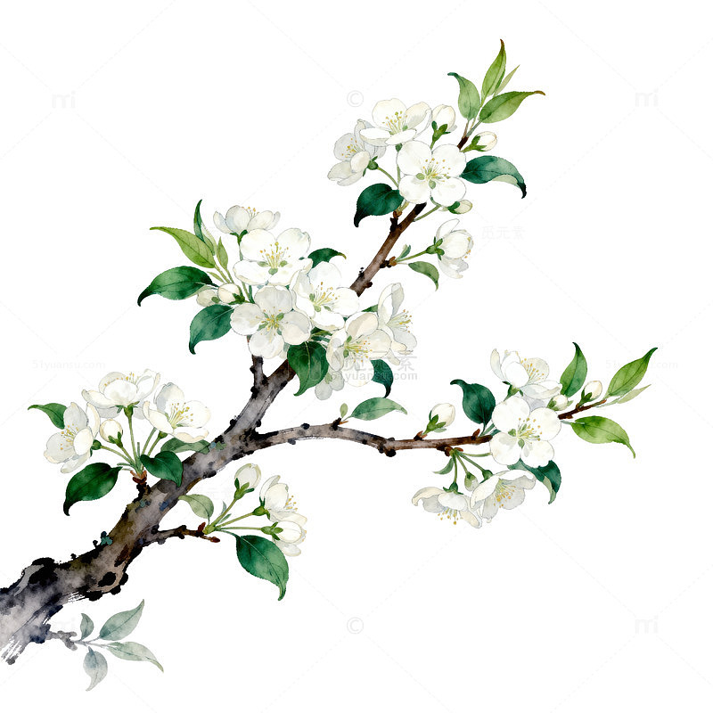 水彩花卉装饰画