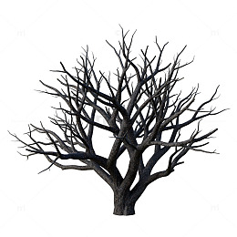 枯树剪影