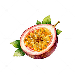 水彩画西番莲果