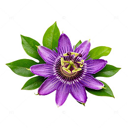 紫色西番莲花朵插图