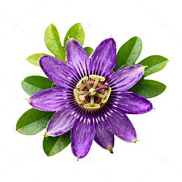 紫色西番莲花朵特写