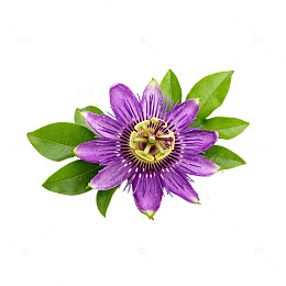 透明背景西番莲花素材