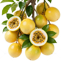 百香果果实枝叶特写图片