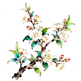 水彩花卉盛开图案设计素材