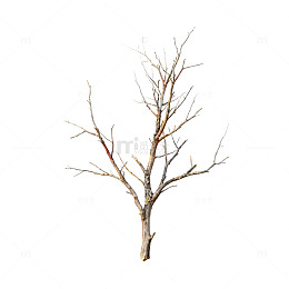 枯树枝简约艺术