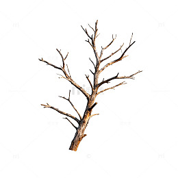 枯树枝透明背景设计素材
