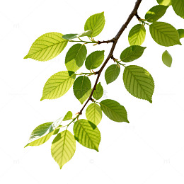 清新绿叶特写自然风光