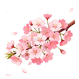 樱花绽放春天插画矢量素材