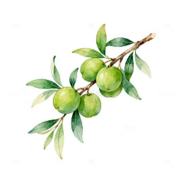 水彩橄榄树枝叶插画素材