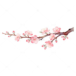 樱花枝条水彩画素材