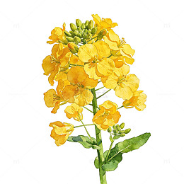 水彩油菜花单株特写元素