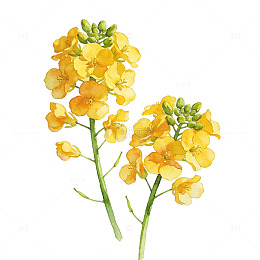 双枝水彩油菜花组合元素