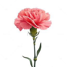 柔美粉色花海的静谧瞬间