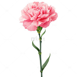 粉色康乃馨的绽放奇迹