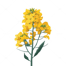 春风拂面的油菜花梦境