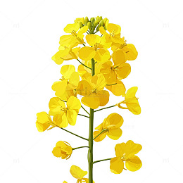 金色海洋中的油菜花奇迹