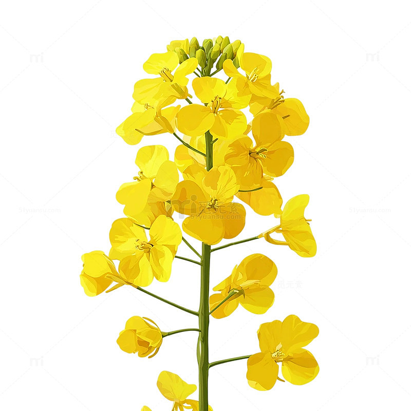 金色海洋中的油菜花奇迹