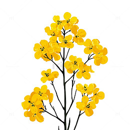 金灿灿的油菜花海奇迹