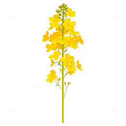 金色海洋中的黄金花海