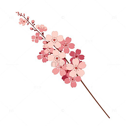 春日樱花盛开绽放奇迹