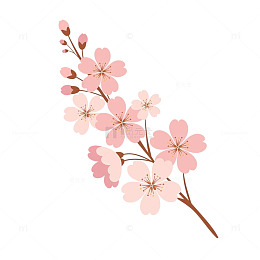 樱花雨落春意盎然