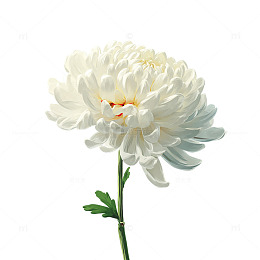 雪白绽放的菊花花海奇观