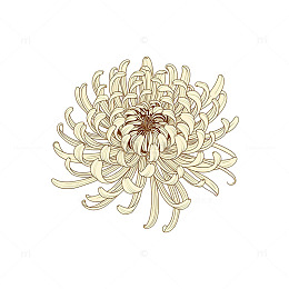 绽放中的金色辉煌菊花