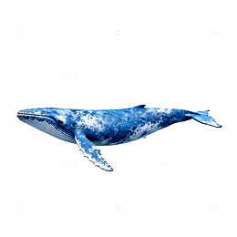 蓝鲸插画海洋生物素材