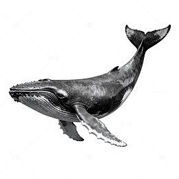 黑白鲸鱼插画设计素材