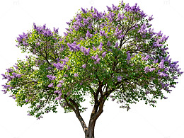 紫色花朵盛开大树插画