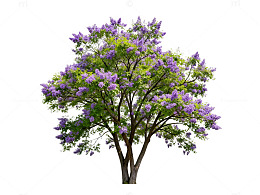 盛开紫色花朵树木插图