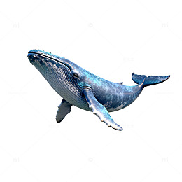 蓝色鲸鱼3D建模素材