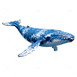 海洋鲸鱼插画素材