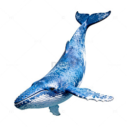 蓝鲸插画海洋动物
