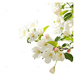 白色海棠花装饰