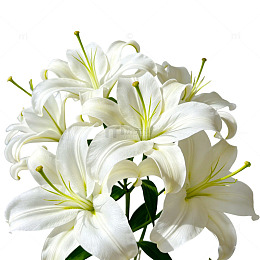 春天白色百合花装饰