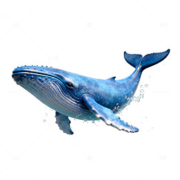 蓝色鲸鱼游动插画