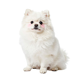 白色背景下的可爱博美犬