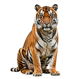 老虎端坐白色背景前图片
