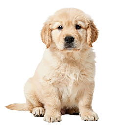 金毛幼犬静坐白色背景前