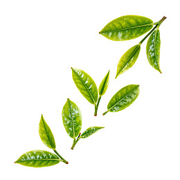 新鲜茶叶枝条白色背景展示