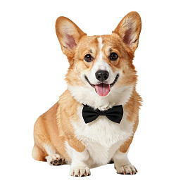 系着黑色领结的柯基犬