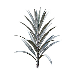 银色叶片植物特写图片