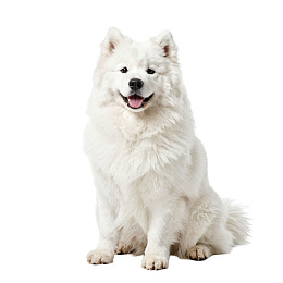 白色萨摩耶犬静坐微笑