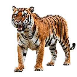 老虎张嘴咆哮站立图片