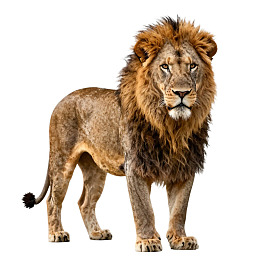雄狮站立于纯白背景前