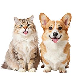 猫狗吐舌对坐萌态十足