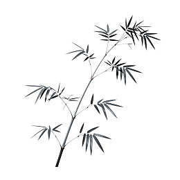 黑白竹枝简洁自然图图片