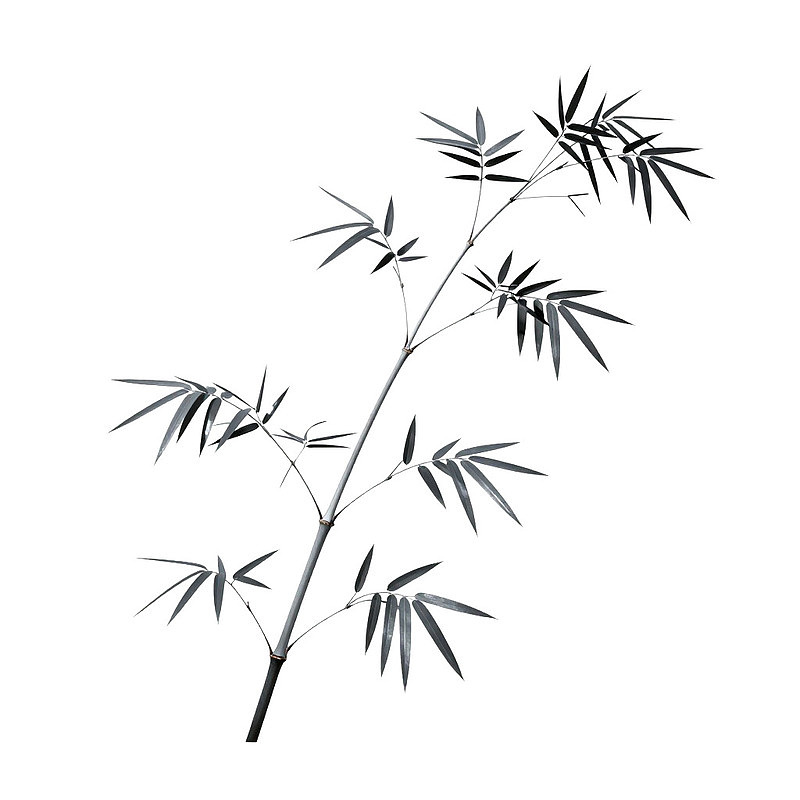 黑白竹枝简洁自然图图片