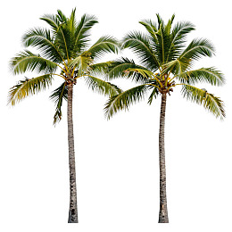 两棵高大椰子树并排生长